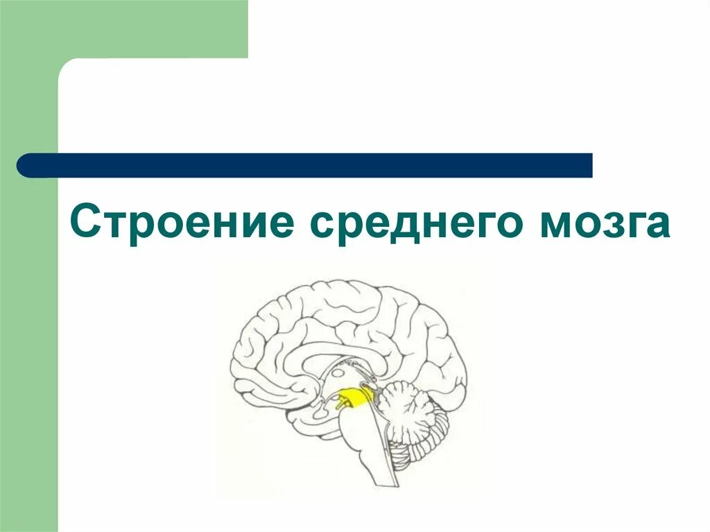 Строение среднего мозга 8 класс. Внешнее строение среднего мозга. Средний мозг анатомия внешнее строение. Строение среднего мозга мозга. Средний и промежуточный мозг.