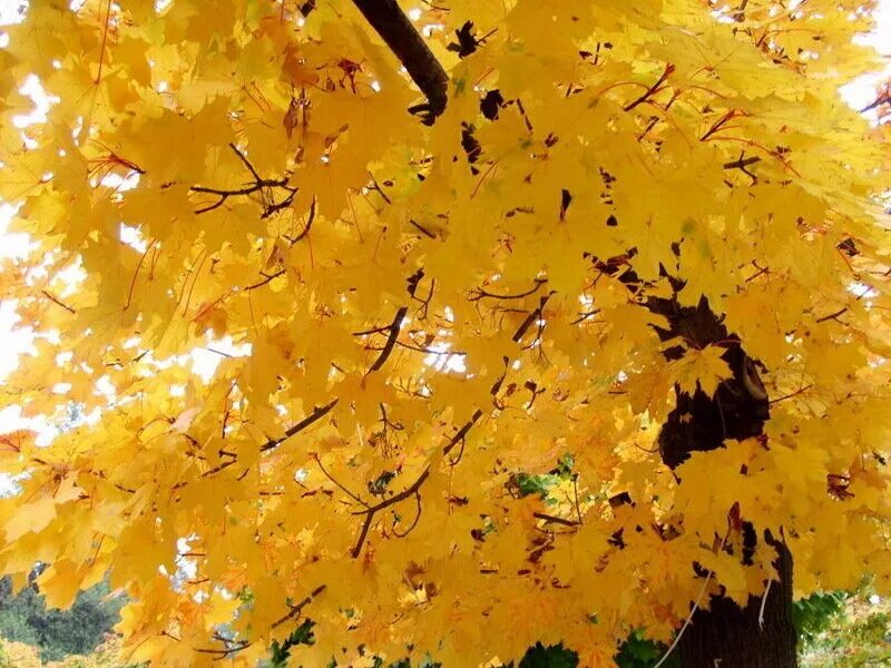 осенний лес листопад. желтый осенний лес лист. осень желтые листья. золотом листопад осыпает всю. листья кружатся.