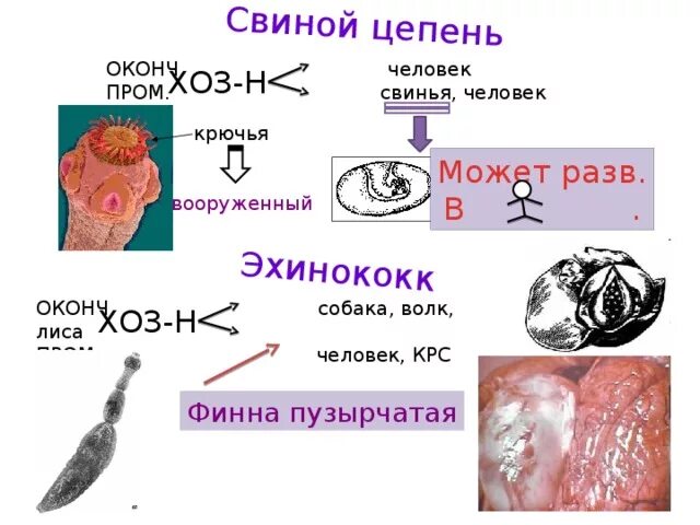 Свиной цепень антитела. Свиной цепень антитела. Свиной цепень антитела. Финна свиной цепень препарат. Эхинококк и бычий цепень.