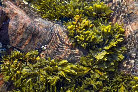 Бурые водоросли белого моря