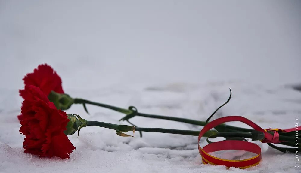 Стих в городе траур. Гвоздики на снегу. Две гвоздики. Гвоздики траур. Две гвоздики траурные.