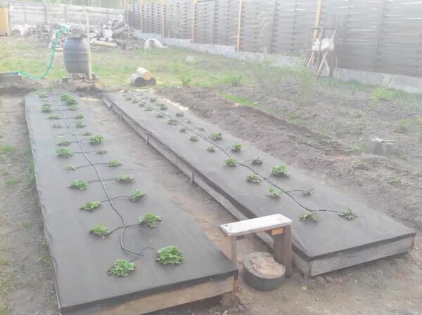 Система капельного орошения картофеля. Капельный полив грядок своими руками. Минифермер капельный полив. Автополив для клубники. Капельный полив для виктории.