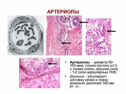 Артериолы