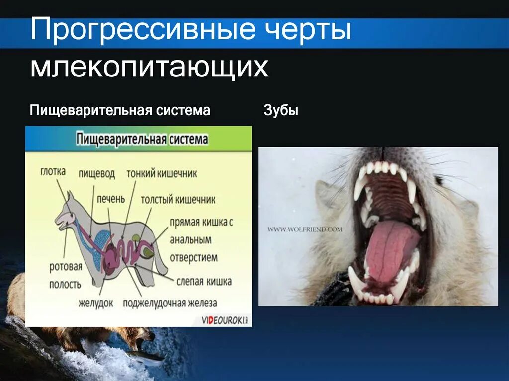 Выберите общий признак млекопитающих. Черты млекопитающих. Зубы млекопитающих. Прогрессивные черты млекопитающих. Эволюционно прогрессивные черты млекопитающих.