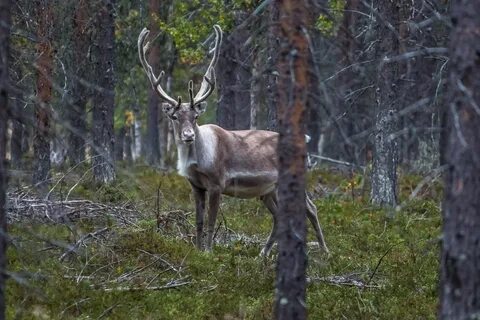 Северный заповедник