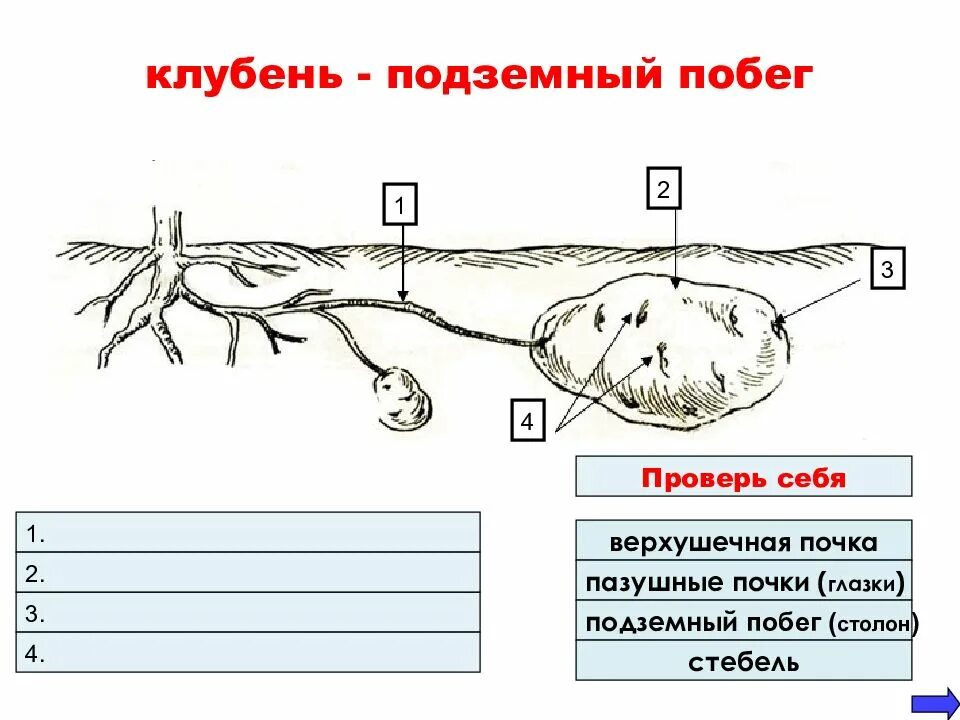 Изучить строение подземных побегов. Строение подземных побегов клубня. подземные видоизменения побегов клубень. подземные метаморфозы побега клубень картофеля. строение видоизмененных подземных побегов.