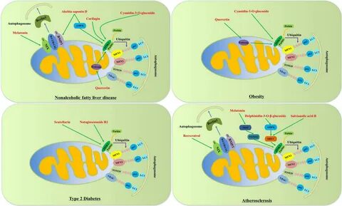 J cells