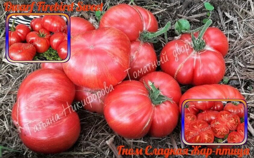 Dwarf Firebird Sweet - Tomato - Vertiloom