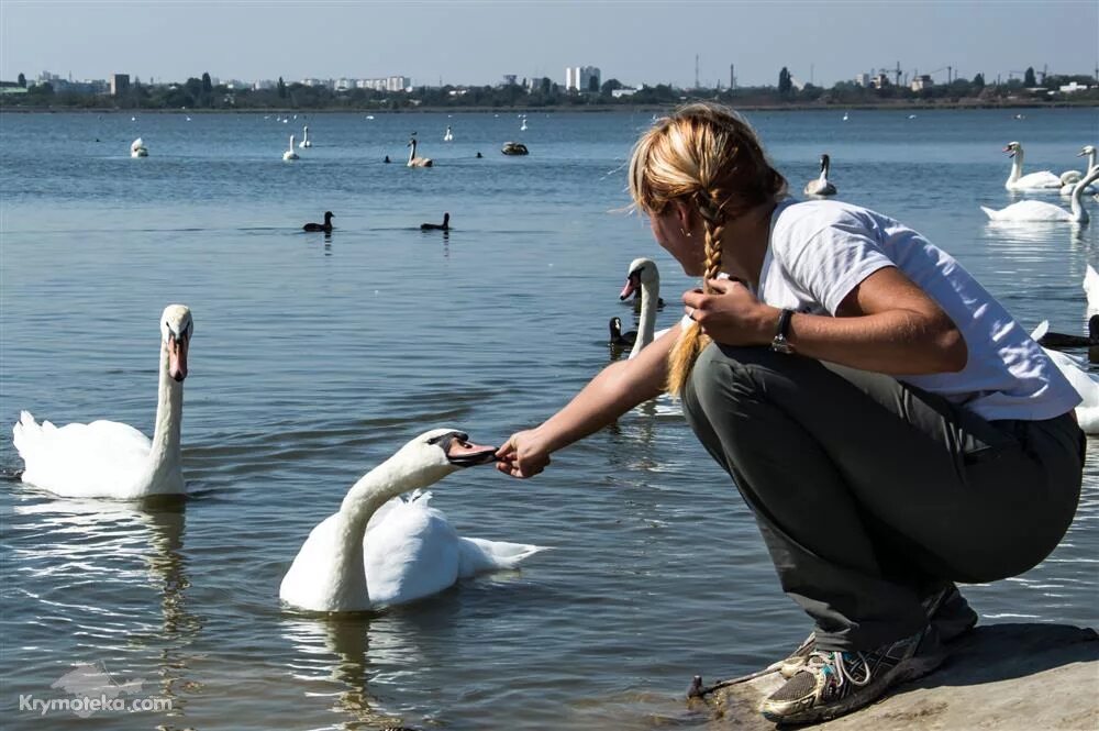 Что можно давать морским свинкам. Кормить море. Приморский океанариум нерпы. Кормить море. Кормить море.