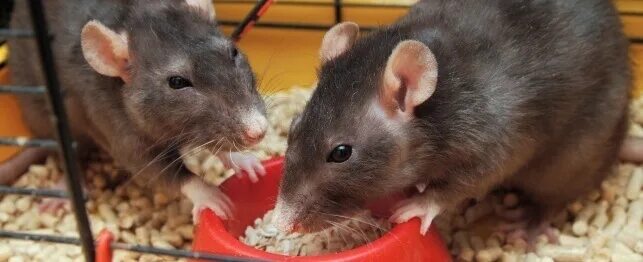 Декоративная крыса на плече. Еда для крыс декоративных. Что едят мыши. Мышь ест огурец. Питание домашних крыс.