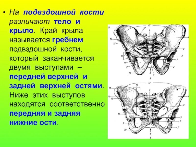 Тазовая кость гребень подвздошной кости. Крылья подвздошных костей. Крылья подвздошной кости таза. Задняя нижняя ость подвздошной кости.