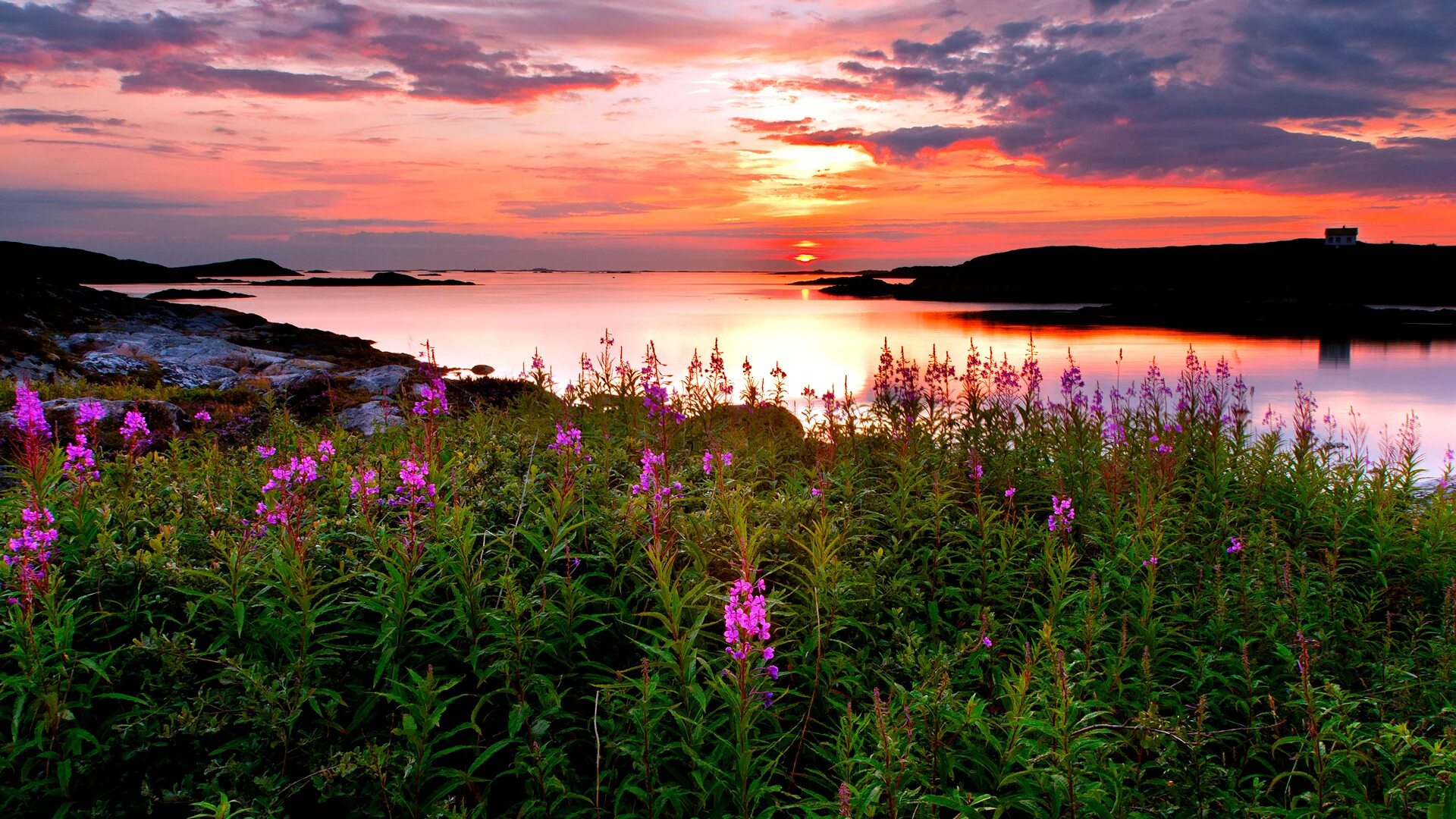 Flower sunset. Розовый рассвет. Розовый закат. Сиреневый закат. Летний рассвет.