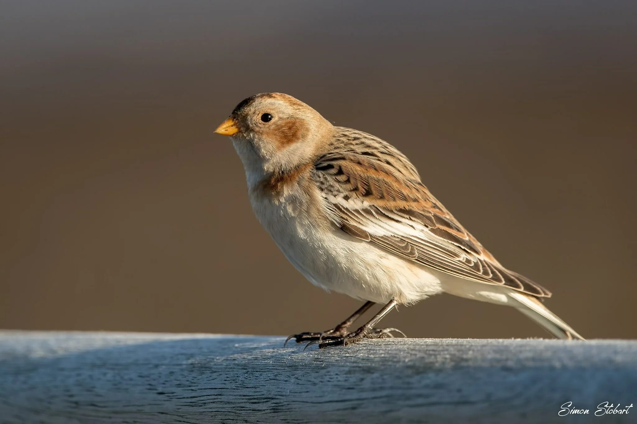 Snow Bunting (Plectrophenax nivalis). Birds of Siberia.