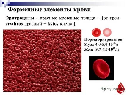 Эритроциты rbc норма