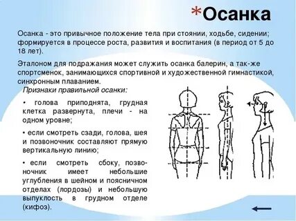 Вертикальное положение туловища