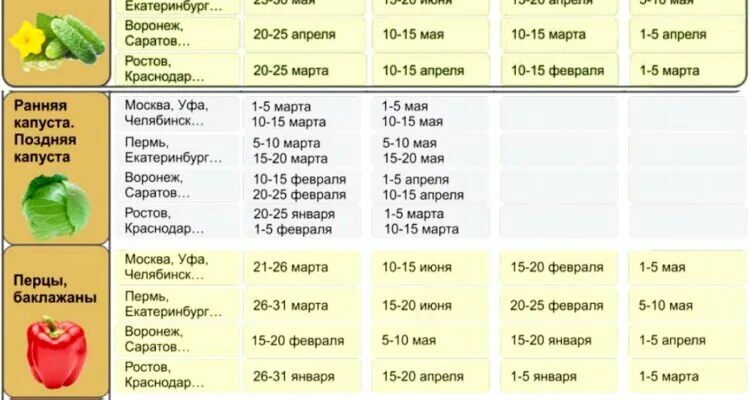 Какого числа сажать капусту. Сроки посадки арбуза. Высадка рассады для бахчевых. Когда высаживать дыню на рассаду. Когда садить капусту на рассаду.