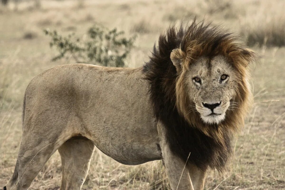 Лев какое млекопитающие. Львы в саванне. Африканский Лев. Животные Африки Лев. Звери саванны.