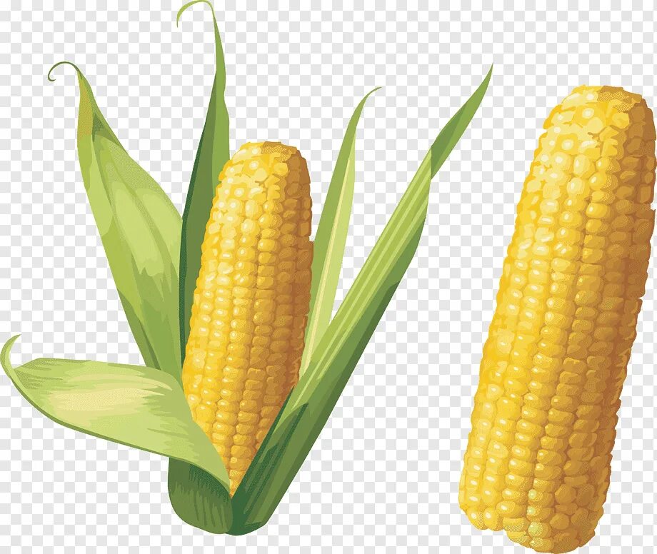 1 початок. Кукуруза. Кукурузный початок. Кукуруза растение. Кукуруза это овощ.