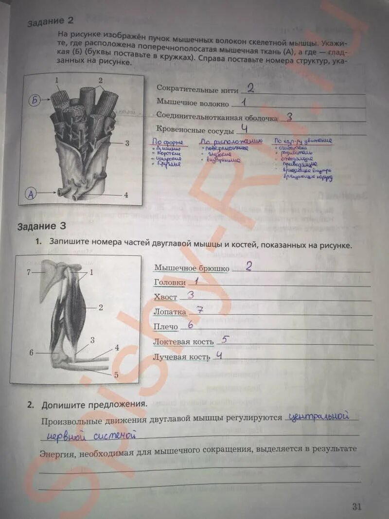 Рабочая тетрадь по биологии 8 класс драгомилов. Гдз биология 8 класс драгомилов. Рабочая тетрадь по биологии 8 класс драгомилов 1 часть. Запиши номера частей двуглавой мышцы и кости показан на рисунке. Биология 8 рабочая тетрадь с дельфином