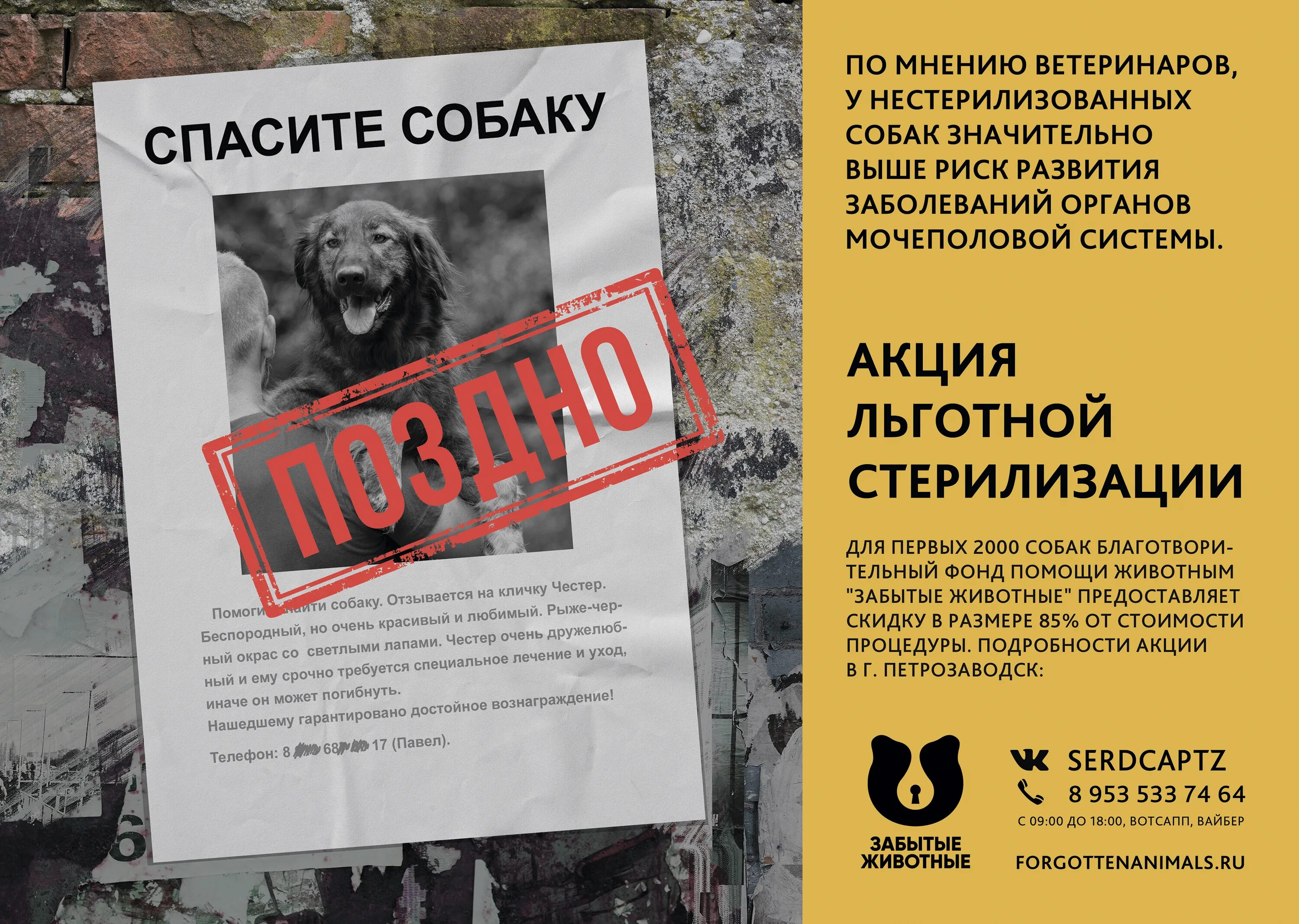 Социальная реклама о стерилизации. Маленькие макаки в семьях. Медведь хабаровского края. Forgotten animals. Приют причал новокузнецк.