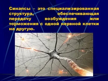 Основу нервной