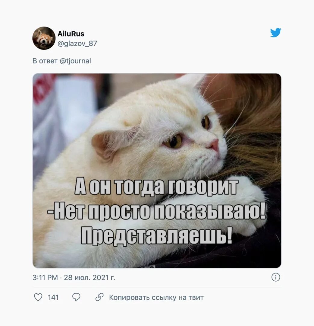 Продаете показываем красивое. Котики. Вы Рыбов продаете Мем. Мемы про котов. Мемы про котов красивое.