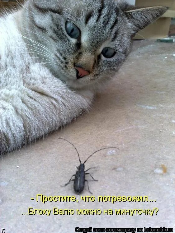 Покажи сначала картинки
