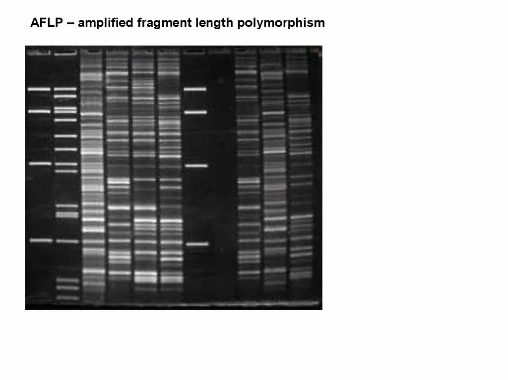 Fragment org. Aflp метод. aflp маркеры. полиморфизм длины амплифицированных фрагментов. amplified fragment length polymorphism что это.