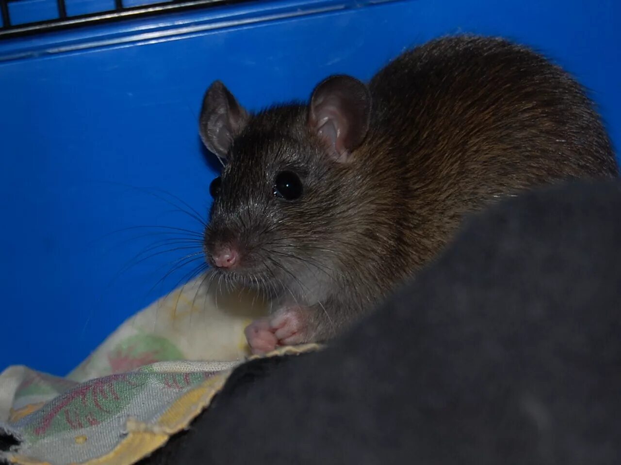 DNA insights reveal what Auckland's rats are eating - NZ Herald