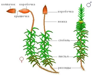 Вывод внешнее строение мхов