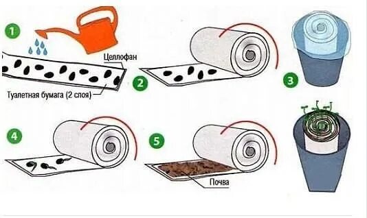 Семена в улитке на туалетной бумаге. Посадка семян на туалетную бумагу. Посадка рассады в улитку. Посев семян в улитку на туалетную бумагу.