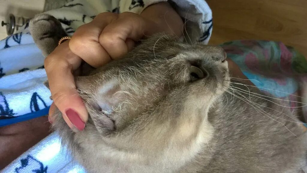 Кошка облезает