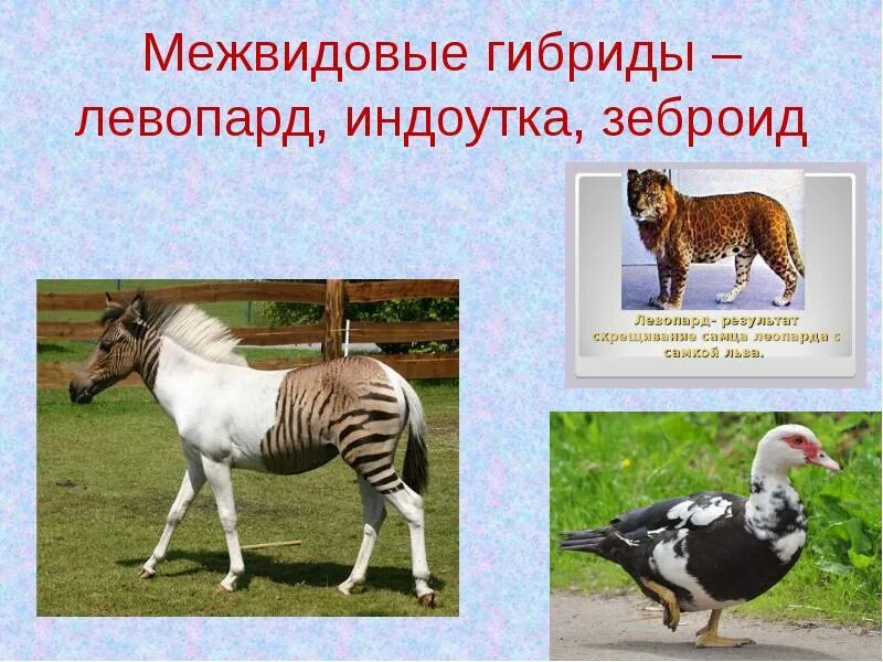 Искусственное скрещивание животных. Межвидовые гибриды зеброид. межвидовое скрещивание животных. межвидовая гибридизация животных. отдаленные гибриды животных.