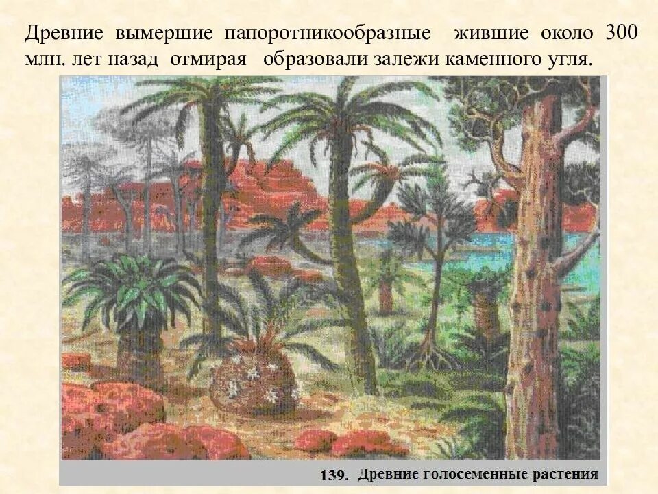 Произошли от древних папоротникообразных