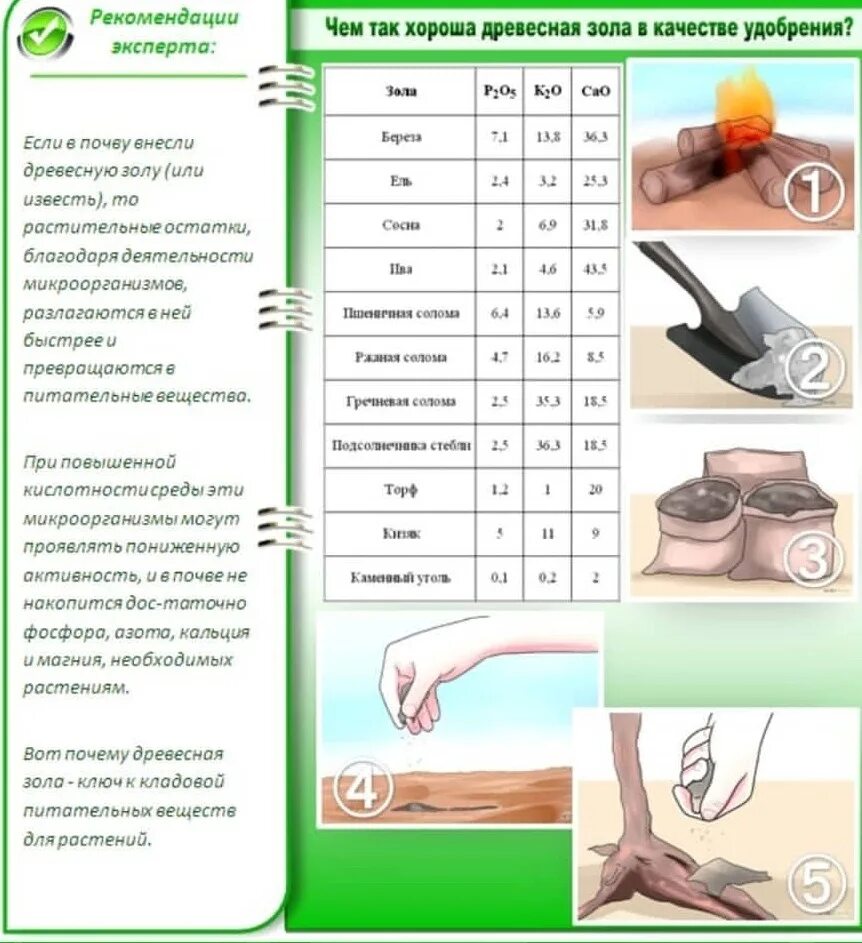 Какие овощи любят золу. Растения любят золу. Подкормка золой. Использование древесной золы. Польза древесной золы.