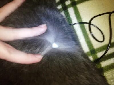 Плеш у кошек