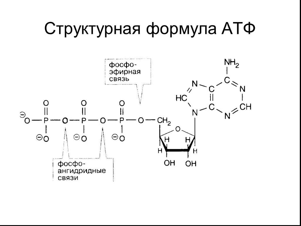 Атф структурная. Формула АТФ структурная строение. АТФ формула биохимия. АТФ формула структурная. Структура АТФ биохимия.