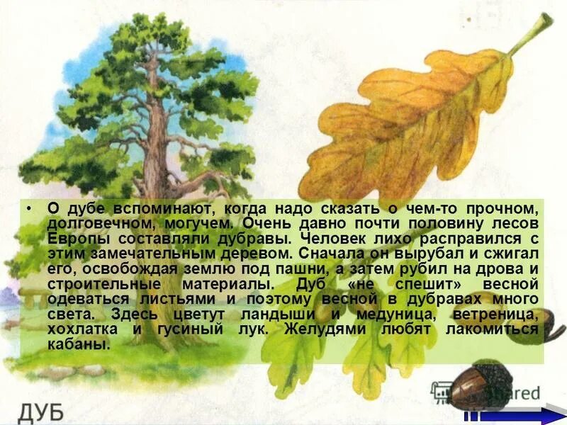 Дуб живое существо. Описание дуба. Легенда о дубе. Дуб дерево описание. Стихотворение про дуб.