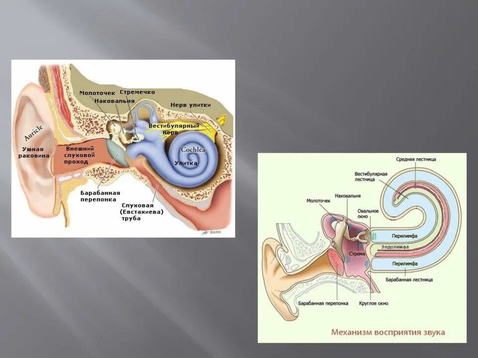Последовательность звуковых колебаний передаются к рецепторам. Улитка слуховой нерв. Барабанная перепонка отделяет наружный слуховой проход от. Барабанная перепонка, стремечко, наковальня и молоточек. Барабанная перепонка преобразует звуковые колебания в.