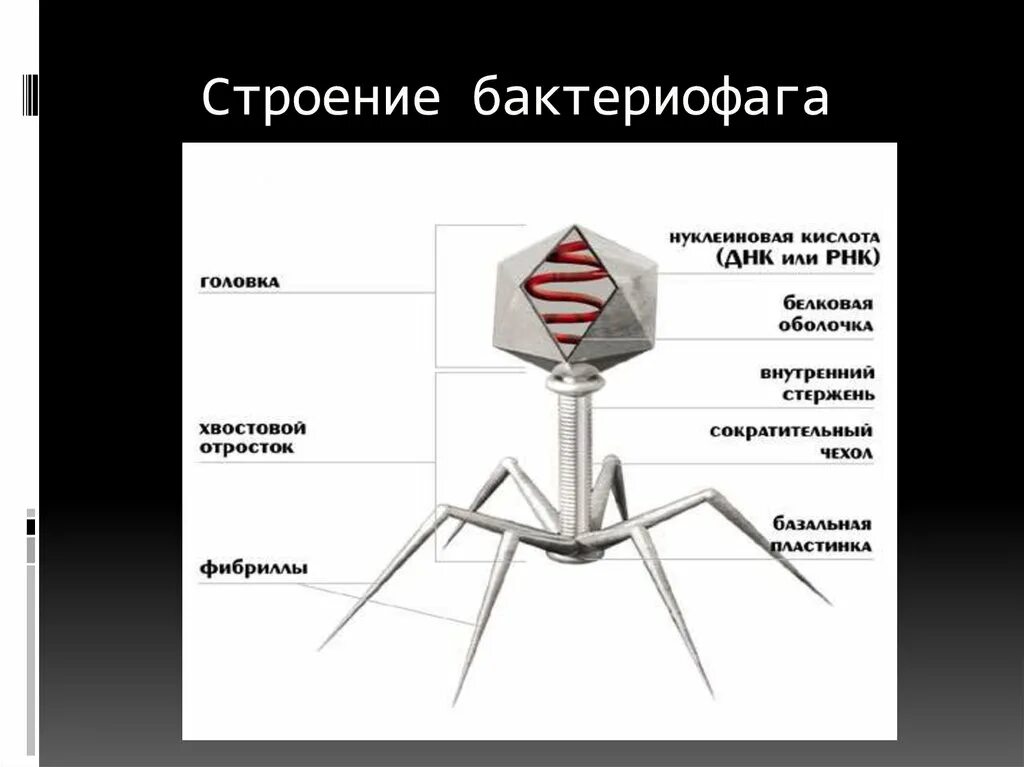 Бактериофаг функции структур. Структурные элементы бактериофага. Функции частей бактериофага. Функции структур вируса бактериофага. 3 строение вируса