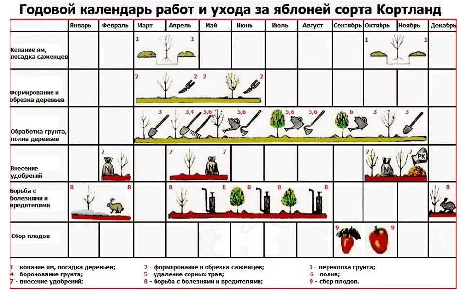 Календарь яблоня. Таблица обрезки плодовых деревьев. Технологическая схема выращивания яблони. Таблица обрезки плодовых деревьев и кустарников. Технологическая карта по обрезки плодовых деревьев.