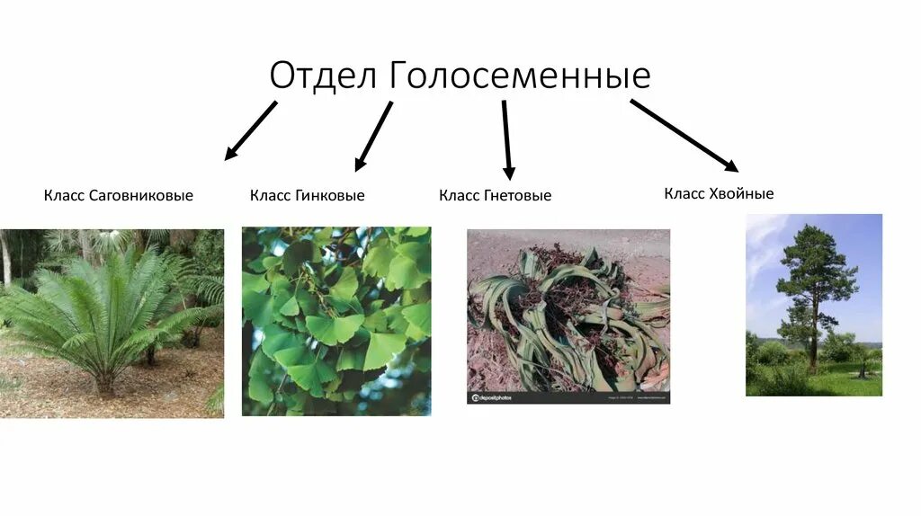 Жизненные формы отдела голосеменные. Семя голосеменного папоротника. ароморфозы голосеменных. предки голосеменных. древние голосеменные растения.