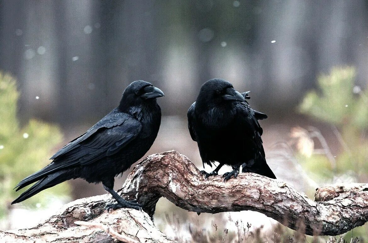 Парочка ворон. Двух ворон. Двух ворон. Двух ворон. Вороны любовь.