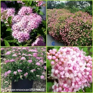 Спирея литл принцесс описание