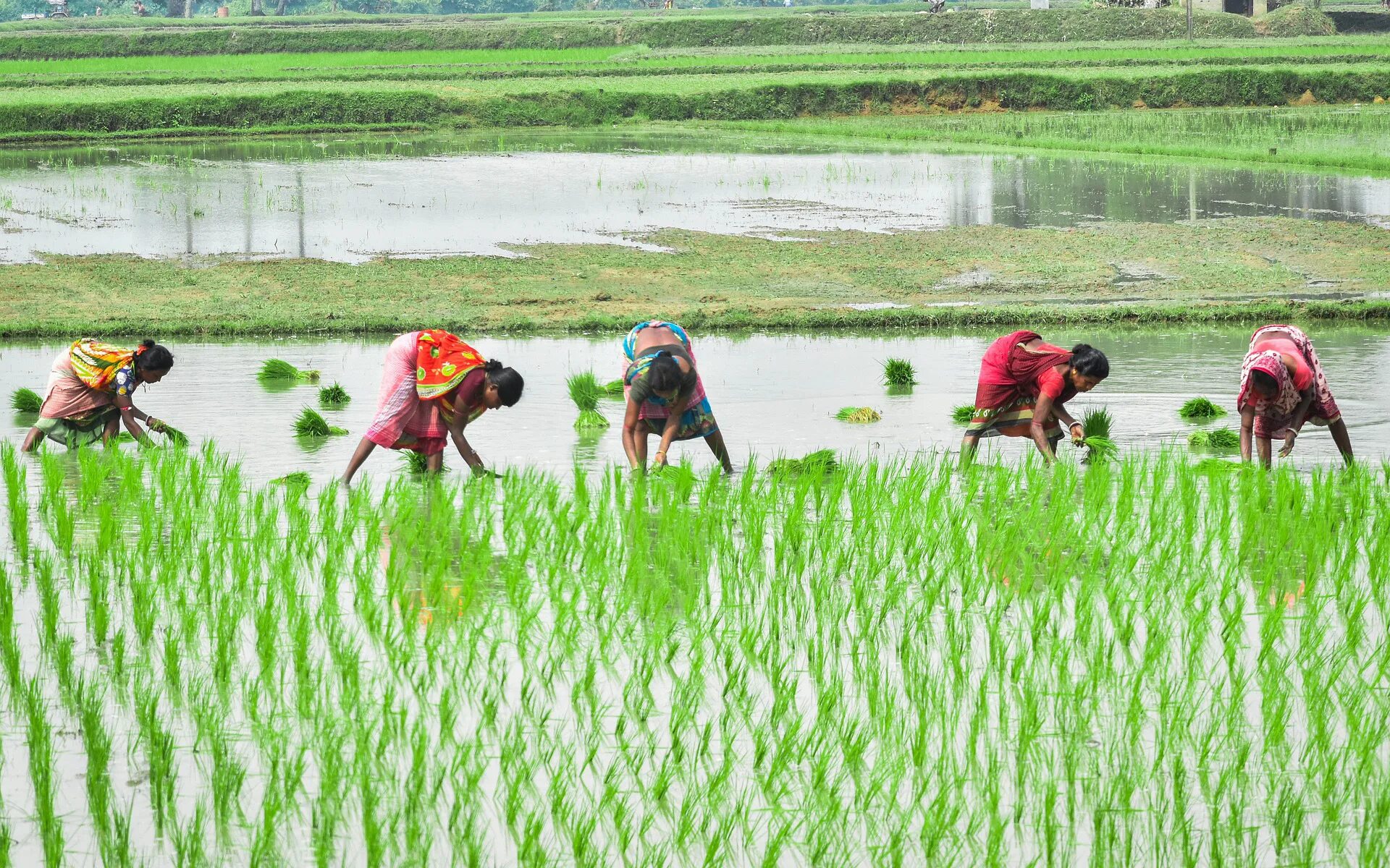 In northern india they harvest their. Рисовые плантации в Индии. Сельское хозяйство Индии Индии. Сельское хозяйство США Юг сахарный тростник. Индия Агрикультура.