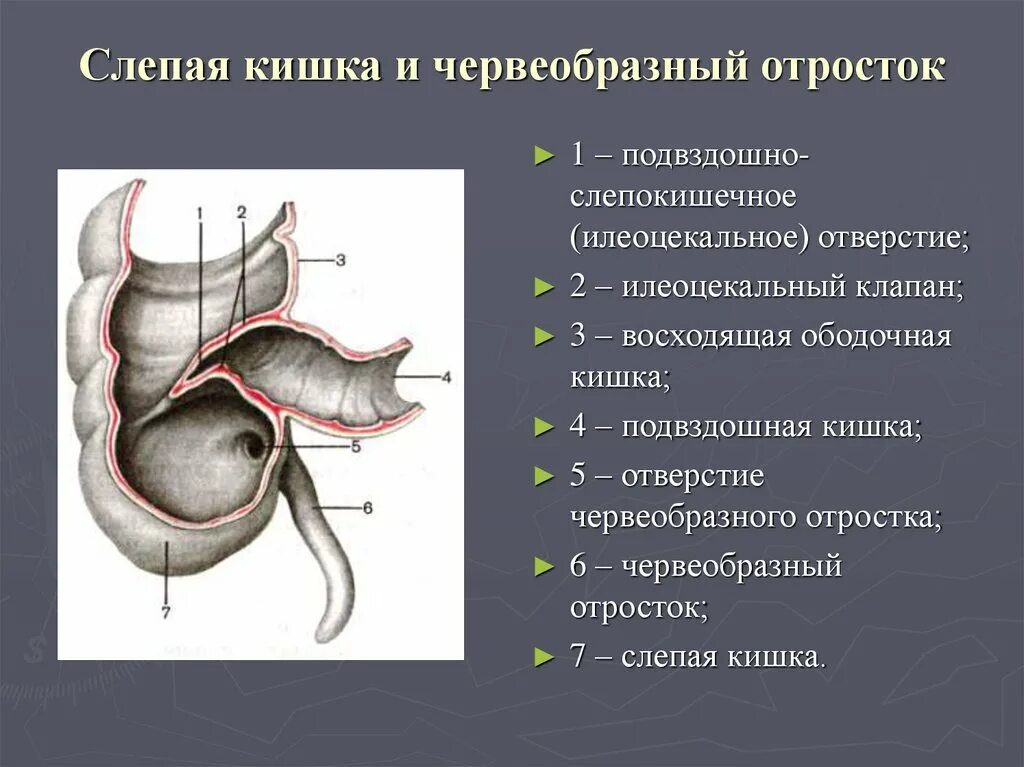 Слепая кишка размер. Слепая кишка и червеобразный отросток. Слепая кишка и чревооьращгый отросток. Пищеварительная система слепая кишка. Слепая кишка анатомия человека строение.