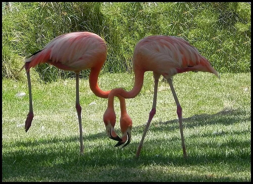 Фламинго танцует. Розовый Фламинго танец. Фламинго брачный танец. Фламинго брачный период.