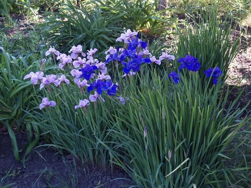 Iris Bed - 'Jane Phillips' RHS AGM. The bed of Iris "Jane Phillips" separates th