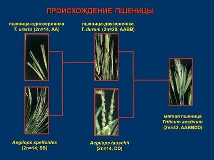 Латинское название пшеницы