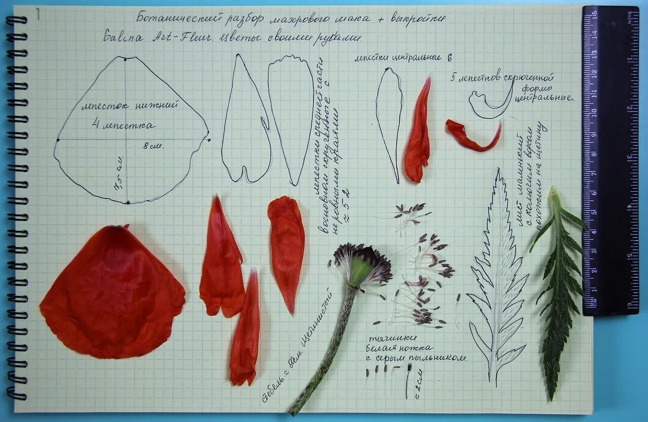 Звуковой анализ слов для дошкольников карточки. Мак ботанический разбор. Мак самосейка. Мак цветок. Строение мака.